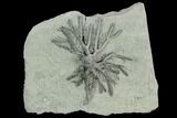 Crinoid (Decadocrinus) Fossil - Crawfordsville, Indiana #125900-2